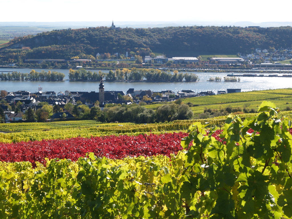 Ringhotel Central Rüdesheim am Rhein Exteriör bild